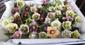 Helleborus      0124.webp
