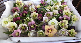 Helleborus      0124.JPG