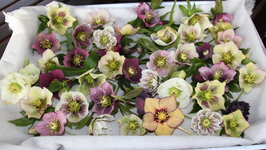 Helleborus      0224.JPG