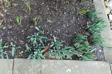 Schneeglöckchen Flore Pleno 20240207.webp