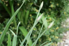 Schneeglöckchen Flore Pleno 20240320b.webp