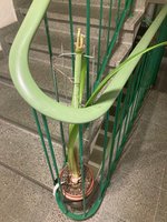 Amaryllis-A07*dkl.rot*2024-03_01.jpg