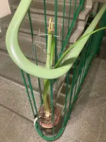 Amaryllis-A07*dkl.rot*2024-03_01.jpg