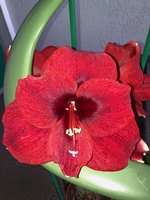Amaryllis-A08*dkl.rot*2024-03_05.jpg