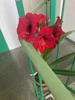 Amaryllis-A08*dkl.rot*2024-03_04.jpg