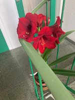 Amaryllis-A08*dkl.rot*2024-03_04.jpg