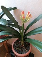 Clivia 21-03.2024.jpg
