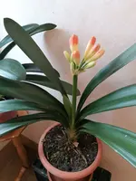 Clivia 21-03.2024.webp