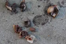 Schneeglöckchen Flore Pleno  Larve 20210228.webp