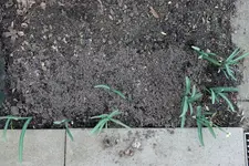 Schneeglöckchen Flore Pleno  Larve 20210224.webp