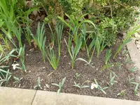 Schneeglöckchen Flore Pleno 20200309.webp