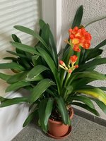 Clivia-A*2024-03_03.jpg
