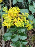 IMG_20240321_162950.jpg