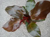 DSC07719.webp