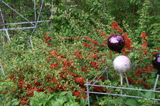 Zierquitte0222.JPG