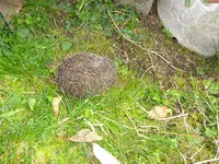 DSC03321.webp