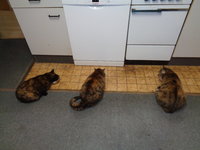 DSC00410.JPG