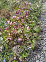 IMG_20240323_150921.jpg