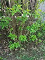 IMG_20240325_172901.webp