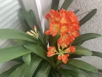 Clivia-A*2024-03_04.webp