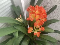 Clivia-A*2024-03_04.jpg