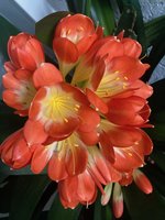 Clivia-A*2024-03_05.jpg
