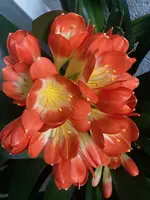 Clivia-A*2024-03_05.webp