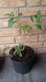 gelber Schmetterlingsflieder.webp