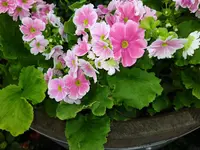 IMG_20240324_140042.webp