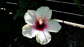 20170709_115218.jpg