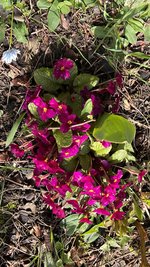 IMG_9437.jpeg