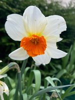 Narcissus 'Barret Browning'.jpg