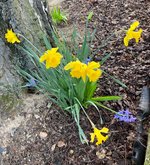 Narcissus*Dutchmaster.jpg