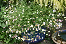 Spanisches Gänseblümchen  0721.JPG