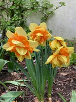 Narcissus 'Heamoor'.webp