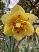 Narcissus 'Tahiti' (1).webp