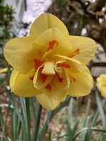 Narcissus 'Tahiti' (1).jpg