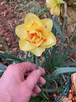 Narcissus 'Tahiti'.jpg