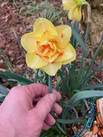 Narcissus 'Tahiti'.webp