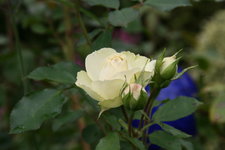 Rose Lovley Green1219.JPG