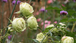 Rose Lovley Green1220.webp