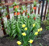 Blumen 1.jpg