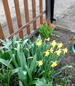 Blumen.jpg