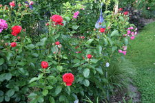 Rose Out of Rosenheim0918.JPG