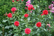 Rose Out of Rosenheim1218.JPG