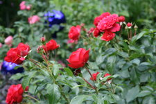 Rose Out of Rosenheim1318.JPG