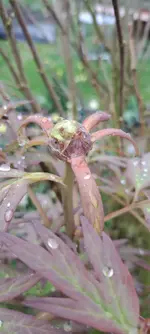 20240329_121845.webp