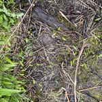 IMG_9451.jpeg