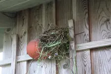 Vogelnest 0124.webp