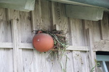 Vogelnest 0324.JPG